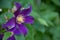 Purple flower of clematis-Ranunculaceae. Large purple flower on a green background