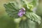 Purple flower close up of Ballota nigra