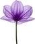 Purple flower. Close-up glowing translucent purple color flower. Generative AI.