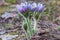 Purple flower close up, Wild Spring Pulsatilla patens, Easter pasqueflower, prairie crocus, and cutleaf anemone in