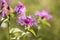 Purple flower closeup with a bee, pollination