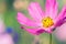 Purple flower closeup. Cosmos flower in the garden outdoors.