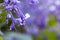 Purple flower closeup with dewdrops and selective focus