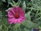 Purple flower closeup view spread beautifully in the home garden