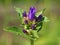 Purple flower of Clustered Bellflower