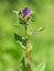 Purple flower of Clustered Bellflower, Campanula glomerata