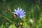 Purple flower of common Chicory. Blossom of Cichorium intybus in family Asteraceae. Blue sailors, chicory, coffee weed