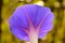 Purple flower Convolvulus beautiful