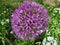 Purple flower of cultivated garden garlic, botanic name Allium