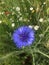 Purple Flower Among Daisy Field - Nature Shot British Country