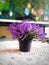 Purple flower for decorated your living room