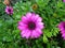 Purple Flower in Deep Garden