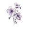 Purple Flower Drawing: Detailed Anatomy With Pastoral Charm