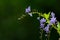 Purple flower : Duranta erecta L , Golden Dewdrop flowers