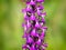 Purple flower of Elegant marsh orchid