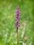 Purple flower of Elegant marsh orchid