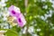 Purple flower, Elephant Creeper, Silver Morning Glory.