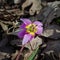 Purple flower, Erythronium dens-canis, the dog`s-tooth-violet or dogtooth violet, lily family, Liliaceae, in the mountains of