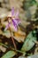 Purple flower, Erythronium dens-canis, the dog`s-tooth-violet or dogtooth violet, lily family, Liliaceae, in the mountains of