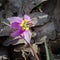 Purple flower, Erythronium dens-canis, the dog`s-tooth-violet or dogtooth violet, lily family, Liliaceae, in the mountains of