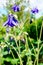 Purple flower of European columbine (Aquilegia vulgaris) in sunny day