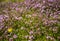 Purple flower field in Ukraine