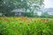 Purple flower fields with wooden gazebo in the background