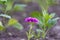 Purple flower in the flowerbed.