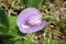 Purple flower in the garden, closeup