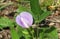 Purple flower in the garden, closeup
