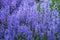 Purple flower garden in spring outside. Landscape of floral bluebell scilla siberica field bush blooming in nature