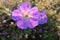 Purple flower in garden whit cool background flower pops out