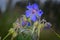 Purple flower of Geranium pratense