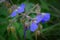 Purple flower of Geranium pratense