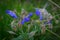 Purple flower of Geranium pratense