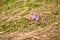 Purple flower of Geranium pratense in field