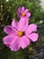 Purple flower, Gesang flower in Tibetan language, happiness and good fortune