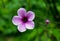 Purple flower of Giant herb-robert, or the Madeira cranesbill