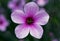 Purple flower of Giant herb-robert, or the Madeira cranesbill