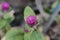 Purple flower. Gomphrena globosa