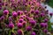 Purple flower Gomphrena globosa at the park with soft tungsten sun glares