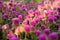 Purple flower Gomphrena globosa at the park with soft tungsten sun glares