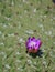 Purple Flower on a Gorgon Lily