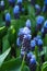 Purple Flower Grape Hyacinth Muscari Latifolium