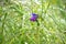 Purple flower in the grass and dew