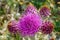 Purple flower of Greater Knapweed Croatia Paradise