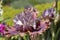 Purple flower on green blurred bokeh background with copy space