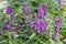 Purple flower and green leaf in garden at sunny summer or spring day for postcard beauty decoration. Angelonia flower.