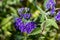 Purple Flower with green leafs. Phacelia tanacetifolia is a species of phacelia known by the common names lacy phacelia, blue