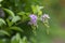 Purple flower on green leafs. This shot captured at King Rama 9th Pak in Bangkok Thailand.